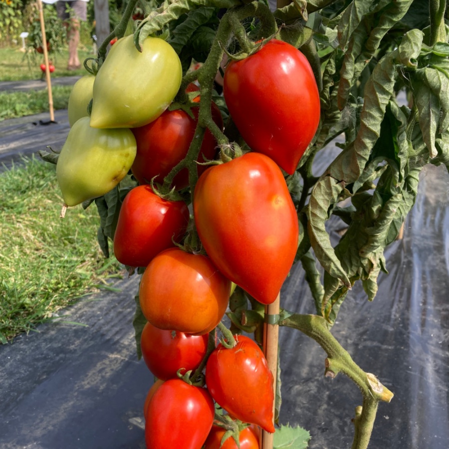 Tomato Big Mama